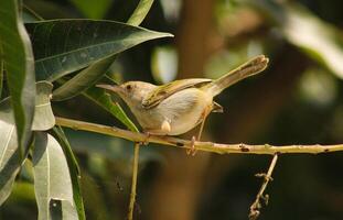 Bird Photography, Bird Picture, Most Beautiful Bird Photography, Nature Photography photo