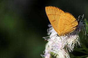 Monarch, Beautiful Butterfly Photography, Beautiful butterfly on flower, Macro Photography, Beautyful Nature photo