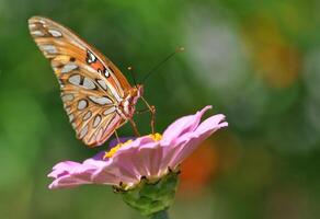 Monarch, Beautiful Butterfly Photography, Beautiful butterfly on flower, Macro Photography, Beautyful Nature photo