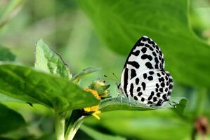 monarca, hermosa mariposa fotografía, hermosa mariposa en flor, macro fotografía, bello naturaleza foto