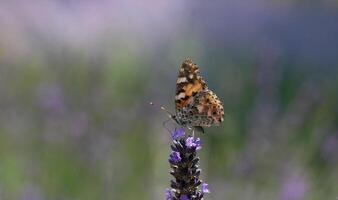 monarca, hermosa mariposa fotografía, hermosa mariposa en flor, macro fotografía, bello naturaleza foto