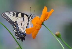 monarca, hermosa mariposa fotografía, hermosa mariposa en flor, macro fotografía, bello naturaleza foto