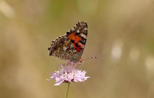 Monarch, Beautiful Butterfly Photography, Beautiful butterfly on flower, Macro Photography, Beautyful Nature photo