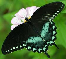 Monarch, Beautiful Butterfly Photography, Beautiful butterfly on flower, Macro Photography, Beautyful Nature photo