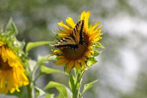 monarca, hermosa mariposa fotografía, hermosa mariposa en flor, macro fotografía, bello naturaleza foto