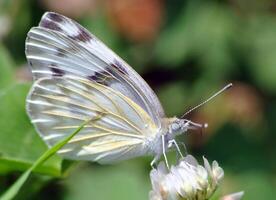 Monarch, Beautiful Butterfly Photography, Beautiful butterfly on flower, Macro Photography, Beautyful Nature photo