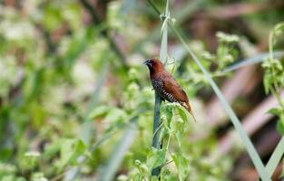 pájaro fotografía, pájaro imagen, más hermosa pájaro fotografía, naturaleza fotografía foto