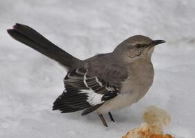 pájaro fotografía, pájaro imagen, más hermosa pájaro fotografía, naturaleza fotografía foto