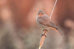 Bird Photography, Bird Picture, Most Beautiful Bird Photography, Nature Photography photo