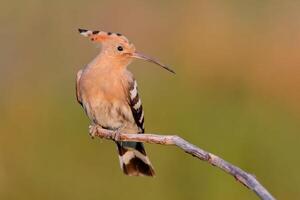 Bird Photography, Bird Picture, Most Beautiful Bird Photography, Nature Photography photo