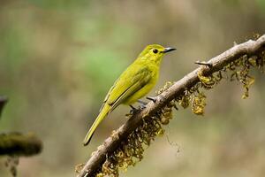 pájaro fotografía, pájaro imagen, más hermosa pájaro fotografía, naturaleza fotografía foto