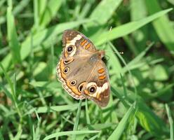 monarca, hermosa mariposa fotografía, hermosa mariposa en flor, macro fotografía, bello naturaleza foto