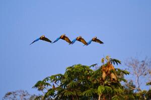 pájaro fotografía, pájaro imagen, más hermosa pájaro fotografía, naturaleza fotografía foto