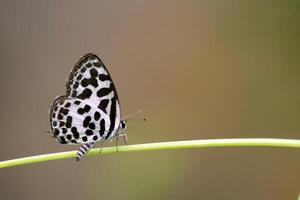 Monarch, Beautiful Butterfly Photography, Beautiful butterfly on flower, Macro Photography, Beautyful Nature photo