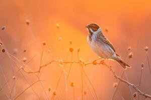 pájaro fotografía, pájaro imagen, más hermosa pájaro fotografía, naturaleza fotografía foto