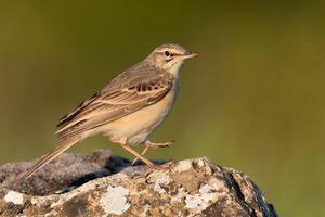 pájaro fotografía, pájaro imagen, más hermosa pájaro fotografía, naturaleza fotografía foto