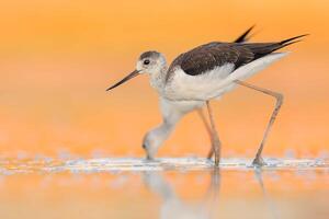 pájaro fotografía, pájaro imagen, más hermosa pájaro fotografía, naturaleza fotografía foto