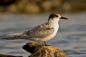 pájaro fotografía, pájaro imagen, más hermosa pájaro fotografía, naturaleza fotografía foto