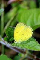 monarca, hermosa mariposa fotografía, hermosa mariposa en flor, macro fotografía, bello naturaleza foto