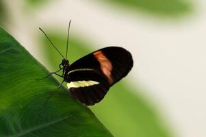 Monarch, Beautiful Butterfly Photography, Beautiful butterfly on flower, Macro Photography, Beautyful Nature photo