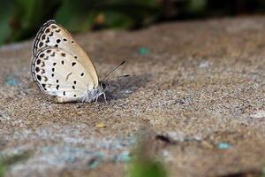 monarca, hermosa mariposa fotografía, hermosa mariposa en flor, macro fotografía, bello naturaleza foto