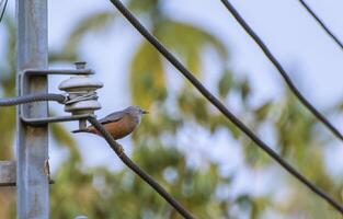 Bird Photography, Bird Picture, Most Beautiful Bird Photography, Nature Photography photo