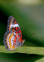 Monarch, Beautiful Butterfly Photography, Beautiful butterfly on flower, Macro Photography, Beautyful Nature photo