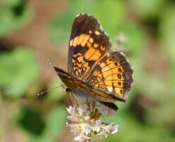 monarca, hermosa mariposa fotografía, hermosa mariposa en flor, macro fotografía, bello naturaleza foto