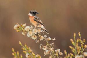 Bird Photography, Bird Picture, Most Beautiful Bird Photography, Nature Photography photo