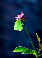 monarca, hermosa mariposa fotografía, hermosa mariposa en flor, macro fotografía, bello naturaleza foto