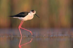 pájaro fotografía, pájaro imagen, más hermosa pájaro fotografía, naturaleza fotografía foto