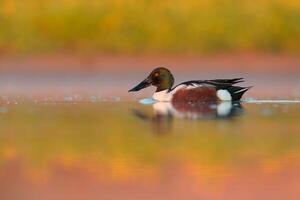 pájaro fotografía, pájaro imagen, más hermosa pájaro fotografía, naturaleza fotografía foto