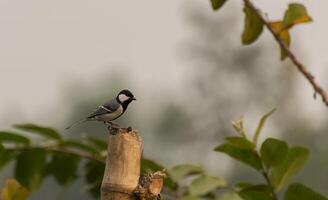 pájaro fotografía, pájaro imagen, más hermosa pájaro fotografía, naturaleza fotografía foto