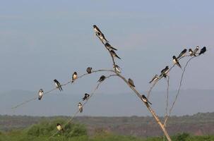 Bird Photography, Bird Picture, Most Beautiful Bird Photography, Nature Photography photo