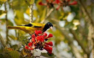 pájaro fotografía, pájaro imagen, más hermosa pájaro fotografía, naturaleza fotografía foto