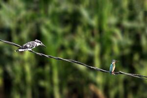 pájaro fotografía, pájaro imagen, más hermosa pájaro fotografía, naturaleza fotografía foto