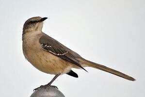 pájaro fotografía, pájaro imagen, más hermosa pájaro fotografía, naturaleza fotografía foto