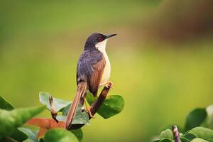 pájaro fotografía, pájaro imagen, más hermosa pájaro fotografía, naturaleza fotografía foto