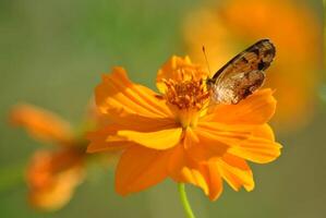 Monarch, Beautiful Butterfly Photography, Beautiful butterfly on flower, Macro Photography, Beautyful Nature photo