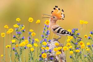 pájaro fotografía, pájaro imagen, más hermosa pájaro fotografía, naturaleza fotografía foto