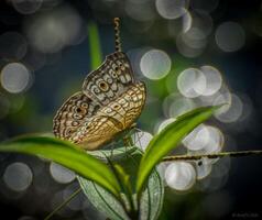 Monarch, Beautiful Butterfly Photography, Beautiful butterfly on flower, Macro Photography, Beautyful Nature photo