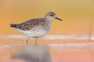 pájaro fotografía, pájaro imagen, más hermosa pájaro fotografía, naturaleza fotografía foto