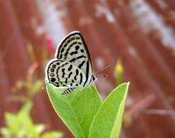 Monarch, Beautiful Butterfly Photography, Beautiful butterfly on flower, Macro Photography, Beautyful Nature photo