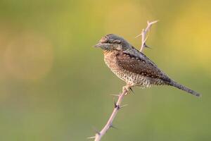 pájaro fotografía, pájaro imagen, más hermosa pájaro fotografía, naturaleza fotografía foto