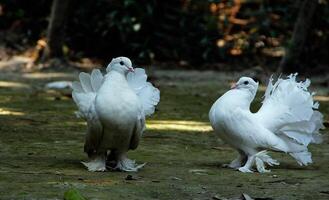 pájaro fotografía, pájaro imagen, más hermosa pájaro fotografía, naturaleza fotografía foto