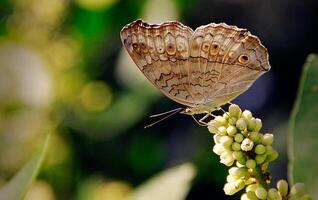 monarca, hermosa mariposa fotografía, hermosa mariposa en flor, macro fotografía, bello naturaleza foto