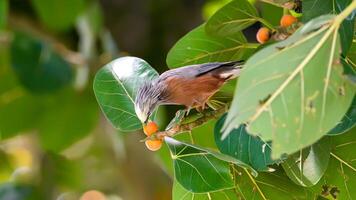 Bird Photography, Bird Picture, Most Beautiful Bird Photography, Nature Photography photo