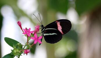 monarca, hermosa mariposa fotografía, hermosa mariposa en flor, macro fotografía, bello naturaleza foto