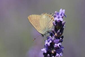 Monarch, Beautiful Butterfly Photography, Beautiful butterfly on flower, Macro Photography, Beautyful Nature photo