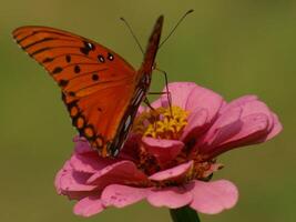 Monarch, Beautiful Butterfly Photography, Beautiful butterfly on flower, Macro Photography, Beautyful Nature photo